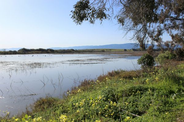 A tranquil lakeside scene with calm water, lush greenery, trees, and distant hills under a clear sky.