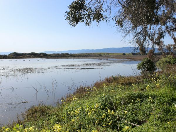 A tranquil lakeside scene with calm water, lush greenery, trees, and distant hills under a clear sky.