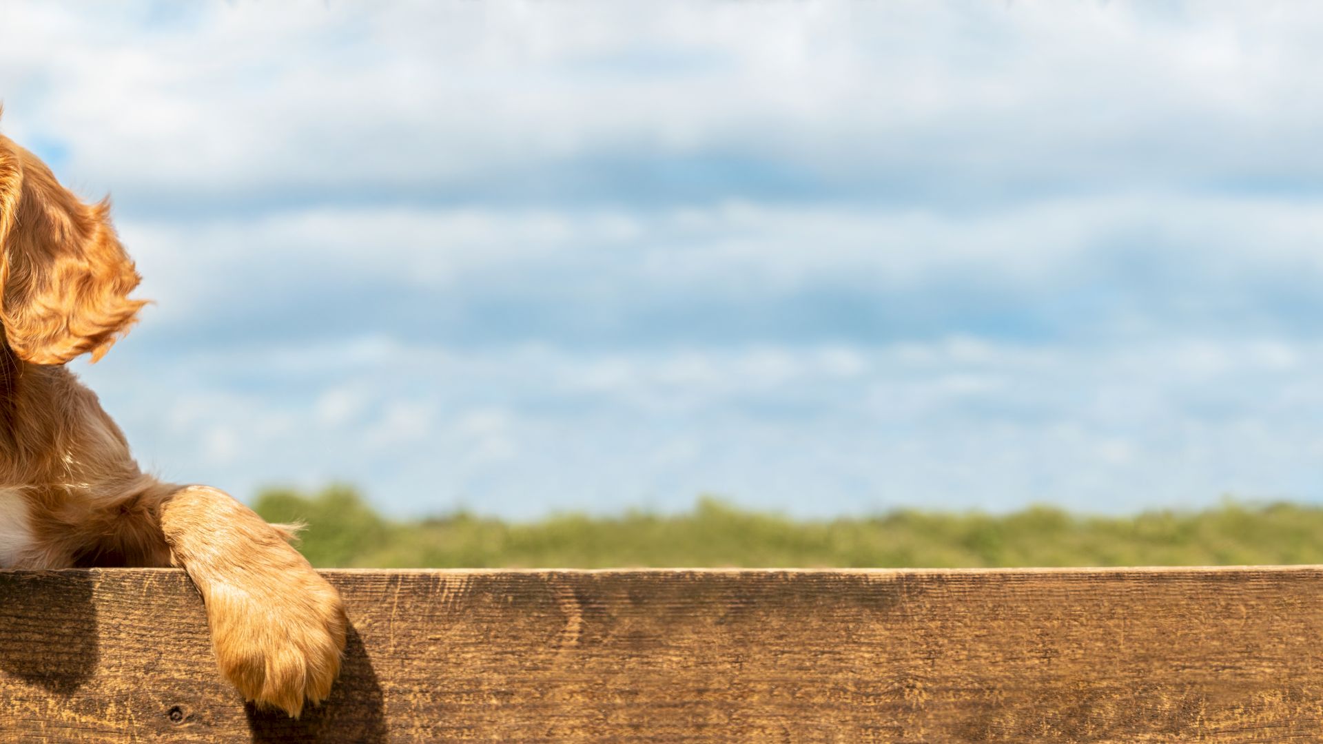 A puppy peeks over a wooden fence against a backdrop of a blue sky and green field.