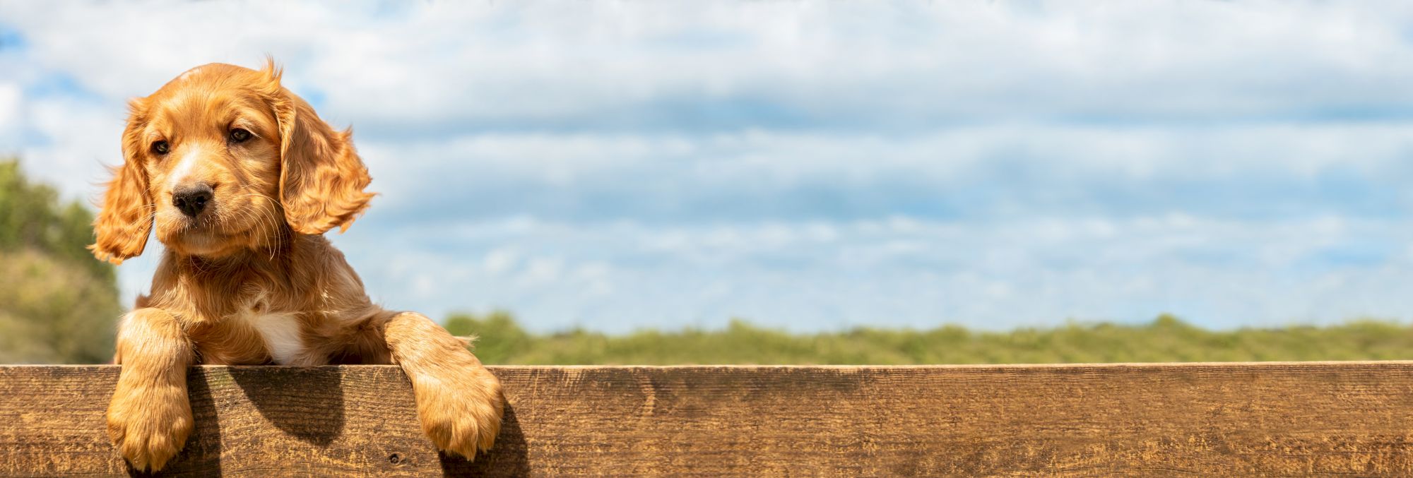 A puppy peeks over a wooden fence against a backdrop of a blue sky and green field.
