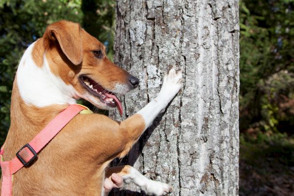 A dog with a pink harness playfully paws at a tree, with its tongue out, in a sunlit outdoor setting.