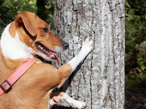 A dog with a pink harness playfully paws at a tree, with its tongue out, in a sunlit outdoor setting.