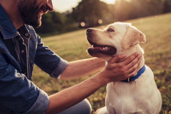 A person is happily petting a dog in a sunlit park, with both looking content.