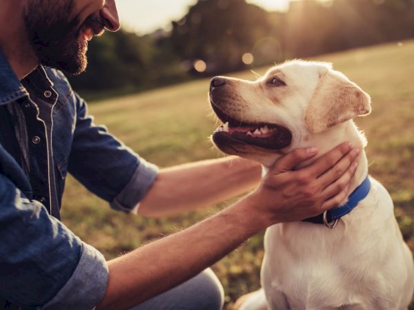 A person is happily petting a dog in a sunlit park, with both looking content.
