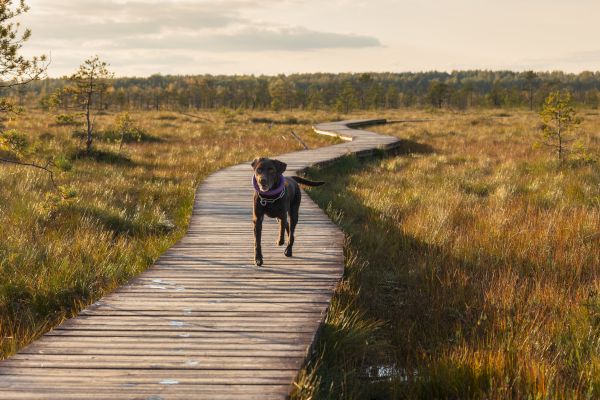 A dog runs on a wooden path through a grassy landscape under a cloudy sky.
