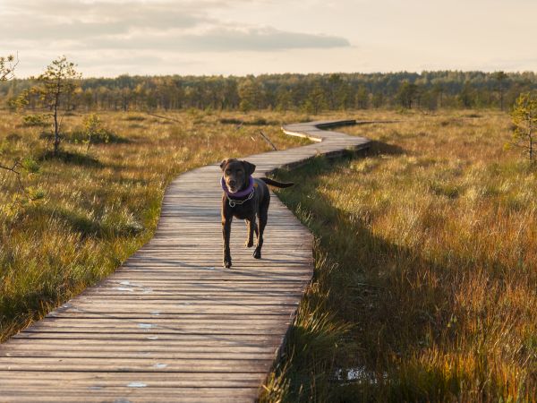 A dog runs on a wooden path through a grassy landscape under a cloudy sky.