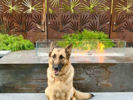 A dog sits in front of a decorative wall and a fire feature, surrounded by greenery, with a modern design.