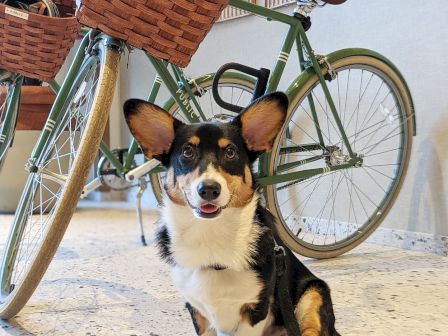 A Corgi sits on the floor in front of a green bicycle with a wicker basket, indoors.
