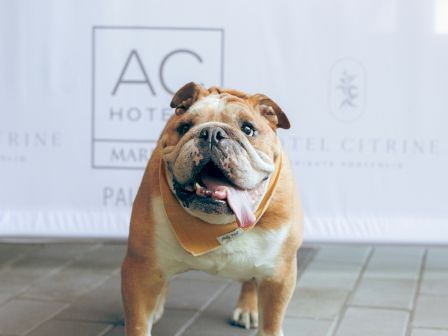 A bulldog with its tongue out stands on a tiled floor in front of a backdrop with the words "AC Hotel" and "Palo Alto."