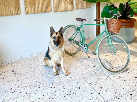 A German Shepherd sits next to a mint-green bicycle in a room with abstract wood wall art and large potted plants.